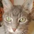 photo animal