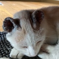 photo de livraison pour Association Des  Chats  De Hyeres