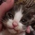 photo animal