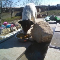 photo de livraison pour Serbian Society for the Protection of Animals - SSPA