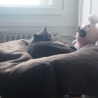 photo de livraison pour Association Les Chat'mis de Caramel