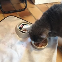 photo de livraison pour Ecole du Chat de Poitiers