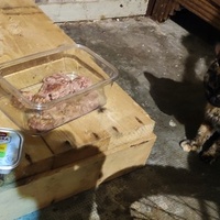photo de livraison pour SOS Chats Libres Haut-Béarn