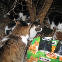 photo de livraison pour Les Chats Pitres de Saint-Paul