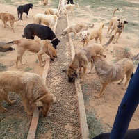 photo de livraison pour Youmn pour la Protection des Animaux à Assilah