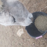 photo de livraison pour Equi-Libre : Droit à la Retraite Equine