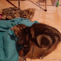 photo de livraison pour Bien vivre avec les Chats Sallélois