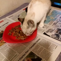 photo de livraison pour Les chats de chez nous