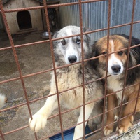 photo de livraison pour Save & Hope for Dogs