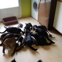 photo de livraison pour Pour l'Amour des Chats