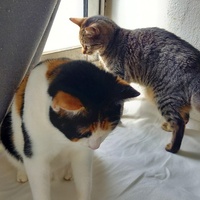 photo de livraison pour Les Pattounes de l'Espoir