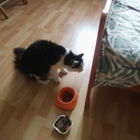 photo de livraison pour Les Chats du Nord Meusien