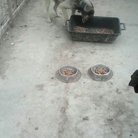 photo de livraison pour Animal Shields Oradea