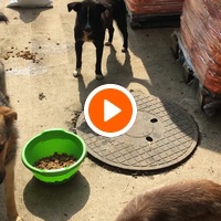 photo de livraison pour Saving Orphaned Souls Sheila's Animal Rescue Mission