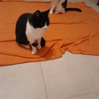 photo de livraison pour Les Amis de Michouette