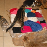 photo de livraison pour Protection Animale de Lunel