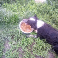 photo de livraison pour Serbian Society for the Protection of Animals - SSPA