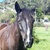 photo animal