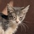 photo animal