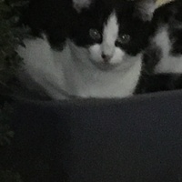 photo de livraison pour Félin Pour L’Hôte