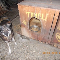 photo de livraison pour Pro Animals Finland ry