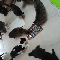 photo de livraison pour Les Amis de Michouette