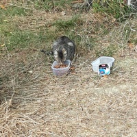 photo de livraison pour Les Chats libres de Fleurance