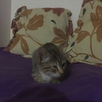 photo de livraison pour Pour l'Amour des Chats