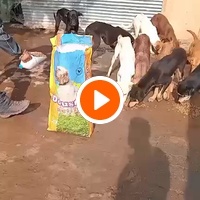 photo de livraison pour Comme Chiens et Chats Maroc
