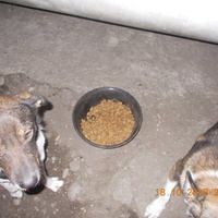 photo de livraison pour Pro Animals Finland ry