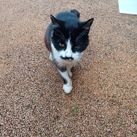 photo de livraison pour Chat de Gout'hier sans Toit