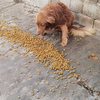 photo de livraison pour ПРИХВАТИЛИШТЕ ДРАЖЕВАЦ
