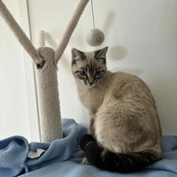 photo de livraison pour Les Pattes de l'Espoir 