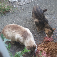 photo de livraison pour Chat Libre de l'Ile du Ramier