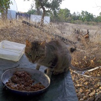 photo de livraison pour L'Ecole du Chat Istreen