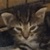 photo animal