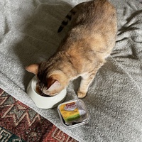 photo de livraison pour Les Chats De QUEAUX