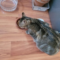 photo de livraison pour Les Poilus du 33