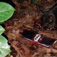 photo de livraison pour Collectif Chats Libres Citoyens de Saint-Priest