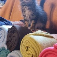 photo de livraison pour Amis de Myrtille