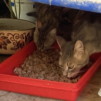 photo de livraison pour Ecole du Chat des Alpilles