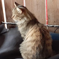 photo de livraison pour Chats Libres de Béziers
