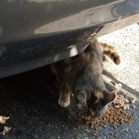 photo de livraison pour Les Chats-Pitresdelavi-Ste