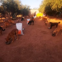 photo de livraison pour Help Adopt Moroccan Animals