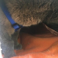 photo de livraison pour Félin Pour L’Hôte