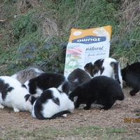 photo de livraison pour Protection Animale Amélienne
