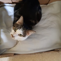 photo de livraison pour Pour l'Amour des Chats
