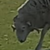photo animal