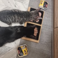 photo de livraison pour Les Chats de Dugny