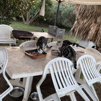 photo de livraison pour STREET CATS